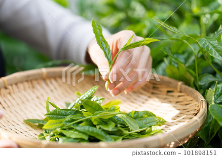 採茶手邊的茶 採茶手邊的茶 101898151