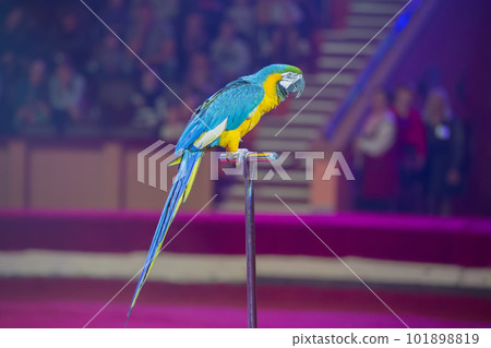 Trained dogs and the shadow of the trainer.  101898819