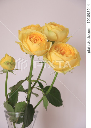 Yellow rose 101898944