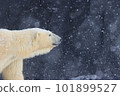 雪地裡的北極熊 101899527