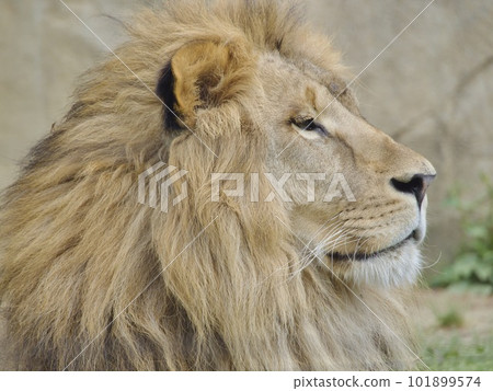 從側面看到的獅子 從側面看到的獅子 101899574