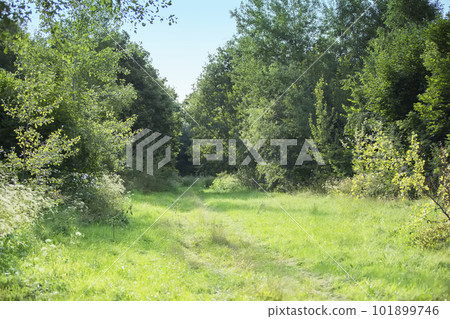 Green lawn with forest against the blue sky 101899746