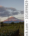 被茶葉和夕陽染紅的富士山 101899829