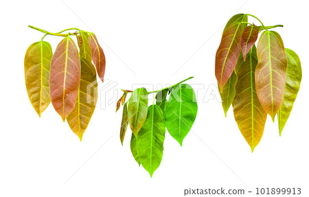 Isolated young Ficus lacor Buch leaves with clipping paths on white background Isolated young Ficus lacor Buch leaves with clipping paths on white background 101899913