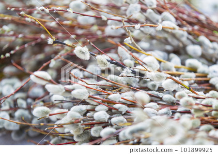 Many branches of flowering spring willow Many branches of flowering spring willow 101899925