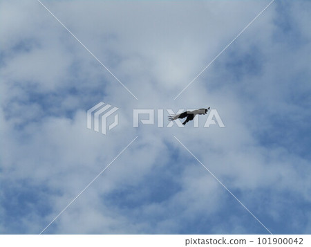 北高濱公園的藍天白雲 101900042
