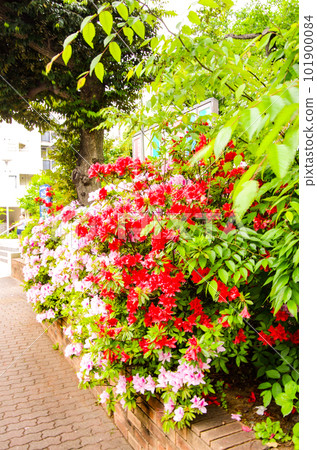 beautiful spring flowers 101900084