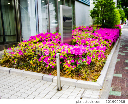 美麗的春天的花朵 101900086