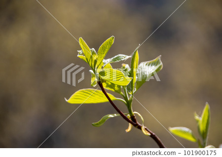 An image of young leaves 101900175