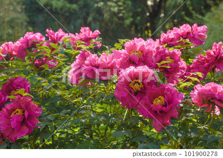 華麗而有光澤的花朵牡丹花 華麗而有光澤的花朵牡丹花 101900278