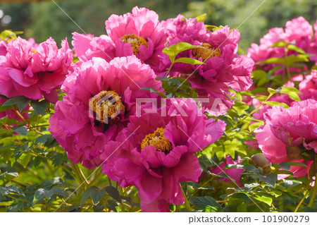 Gorgeous and glossy flower Peony flower Gorgeous and glossy flower Peony flower 101900279