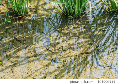 snail in the rice field snail in the rice field 101900545