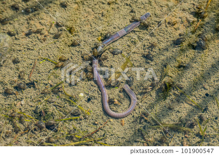 Rice field snails and earthworms 101900547
