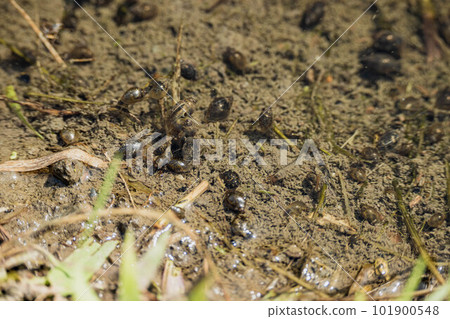 snail in the rice field snail in the rice field 101900548