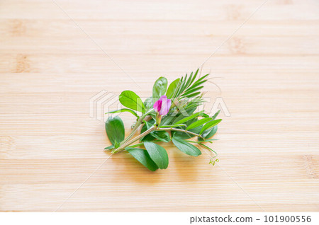 春天花烏鴉沒有豌豆 春天花烏鴉沒有豌豆 101900556