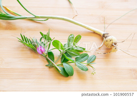 Spring nobir and crow peas Spring nobir and crow peas 101900557