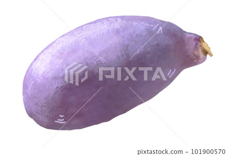 Delicate illustration of Akebi hand-drawn real fruit 101900570