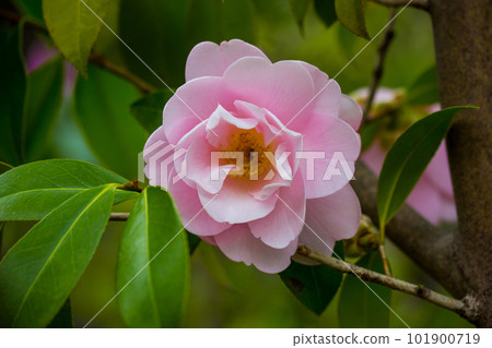 A pink camellia flower bud blooms on an evergreen shrub in spring garden. One flower on a twig brunch among fresh green leaves Camellia sinensis, used to make tea. Floral postcard. Floriculture. A pink camellia flower bud blooms on an evergreen shrub in spring garden. One flower on a twig brunch among fresh green leaves Camellia sinensis, used to make tea. Floral postcard. Floriculture. 101900719