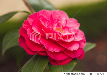 A red pink vibrant camellia flower bud blooms on an evergreen shrub in spring garden. One flower on a twig brunch among fresh green leaves of Camellia sinensis, used to make tea. Floral postcard. 101900721