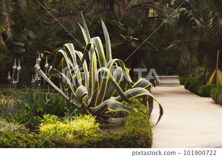 A straight path way in botanical garden. American agave (Agave Americana) with green yellow striped leaves thorns Century Plant grows in summer. Tropical plants growing care outdoor Huge succulent. 101900722