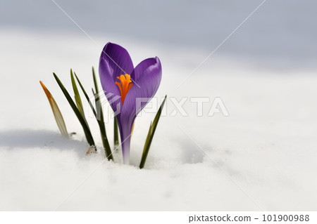 Crocus spring snow flower. Spring winter. Generate Ai Crocus spring snow flower. Spring winter. Generate Ai 101900988