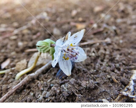 大黃花 大黃花 101901295