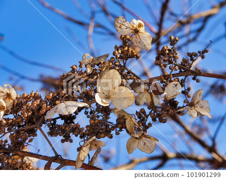 Deutzia berries and ornamental flowers 101901299