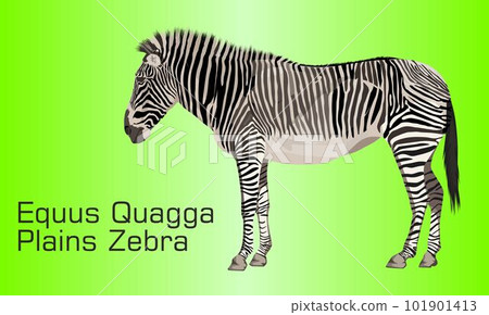 The Plains zebra 101901413