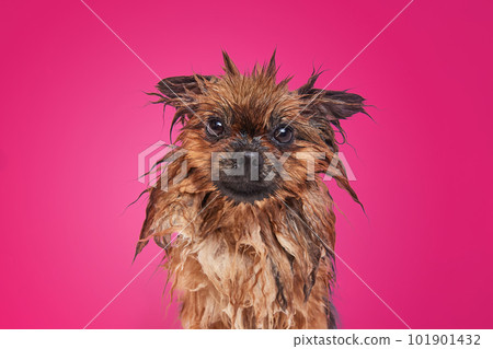 Funny little dog standing with wet fur after bath against background Funny little dog standing with wet fur after bath against background 101901432