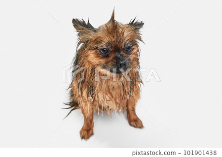 Funny little dog taking bath, standing with wet fur against white background. Messy look 101901438