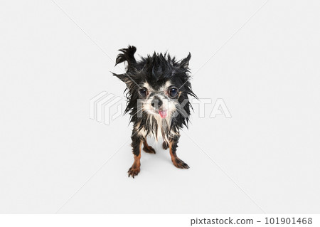 Small dog, little, cute chihuahua with tongue sticking out standing with wet fur after bath against white background 101901468