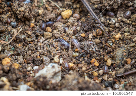 丸蟲聚集在潮濕的土壤上 101901547