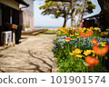 開花在花壇的鴉片花 101901574