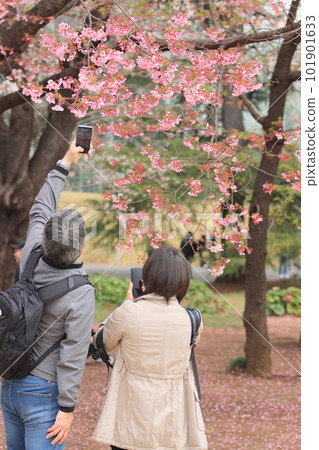 一男一女在盛開的櫻花下拍照 101901633