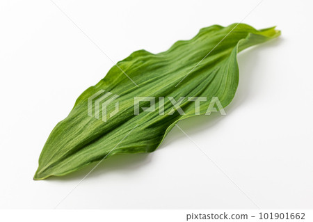 Siberian Onion on a white background Siberian Onion on a white background 101901662