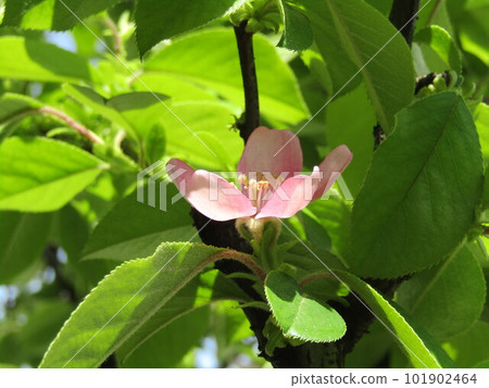 Karin pink flower with yellow fruit in autumn Karin pink flower with yellow fruit in autumn 101902464
