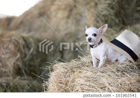 A small chihuahua dog sits among haystacks on a hot summer day posing for the camera and calmly looking into the camera. 101902541