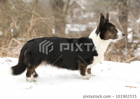 Nice welsh corgi cardigan in the snow 101902555