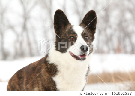 Beautiful welsh corgi cardigan in winter 101902558