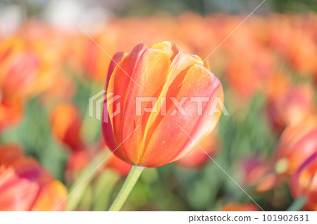 鬱金香 Foxy Fox 多倫多杏花美人 101902631