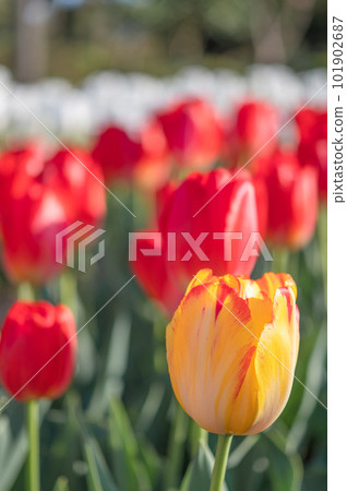 A yellow tulip mixed with a red tulip A yellow tulip mixed with a red tulip 101902687