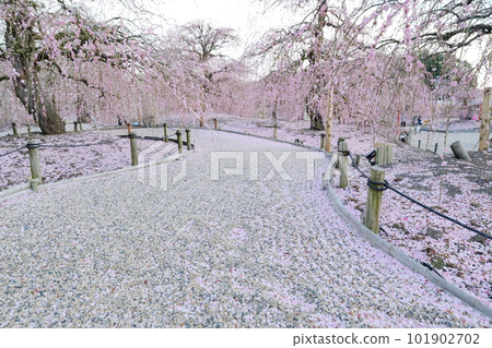 Weeping plum blossoms on a narrow path in the pink-colored garden Weeping plum blossoms on a narrow path in the pink-colored garden 101902702