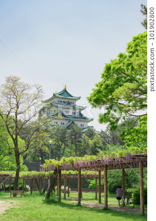 Meijo Park, Nagoya Castle and wisteria in full bloom <Nagoya City, Aichi Prefecture> Meijo Park, Nagoya Castle and wisteria in full bloom <Nagoya City, Aichi Prefecture> 101902800