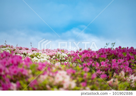 Azalea blue sky colorful 101902886