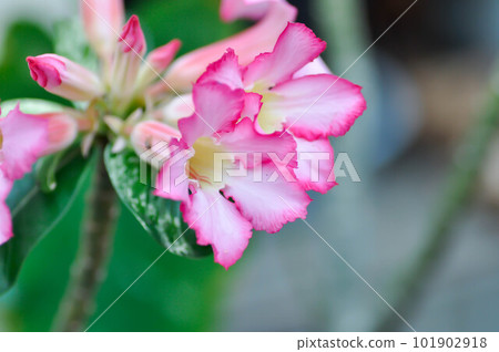 pink bignonia or desert rose, APOCYACEAE or Adenium obesum or Mock Azalea or Pinkbignonia or Impala lily pink bignonia or desert rose, APOCYACEAE or Adenium obesum or Mock Azalea or Pinkbignonia or Impala lily 101902918