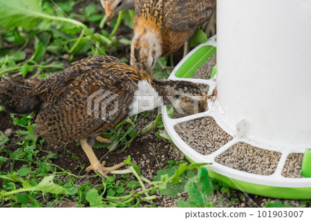 Brown small brama chickens at the feeder household poultry farming 101903007