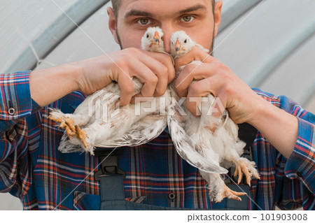 A male farmer caucasian handsome rural funny man in a shirt and overalls holds a two white brama chicken in his hands, close up A male farmer caucasian handsome rural funny man in a shirt and overalls holds a two white brama chicken in his hands, close up 101903008