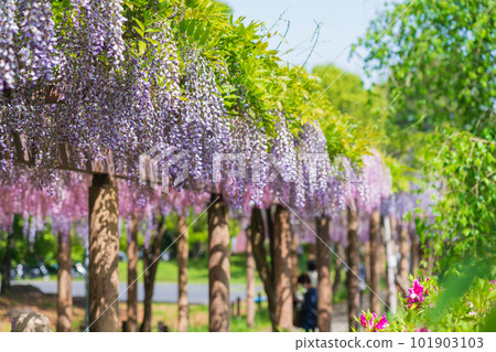 Meijo Park, wisteria in full bloom <Nagoya City, Aichi Prefecture> Meijo Park, wisteria in full bloom <Nagoya City, Aichi Prefecture> 101903103