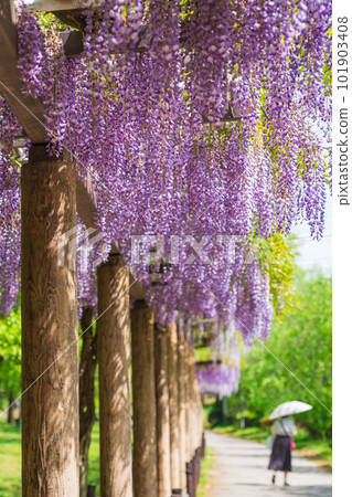 Meijo Park, wisteria in full bloom <Nagoya City, Aichi Prefecture> 101903408
