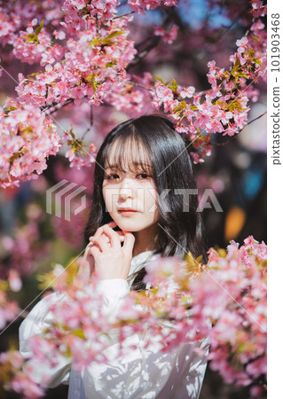 Cherry blossoms and a girl under the tree 101903468